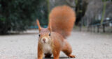 Red Squirrels are Actually Dickheads