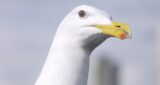 Existentialist Seagull Demands Cream Tea, Sick of Chips