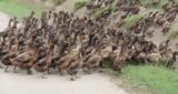 Isle of Wight Council Employ Approximately 100 Ducks to Tackle Lockdown Breaches